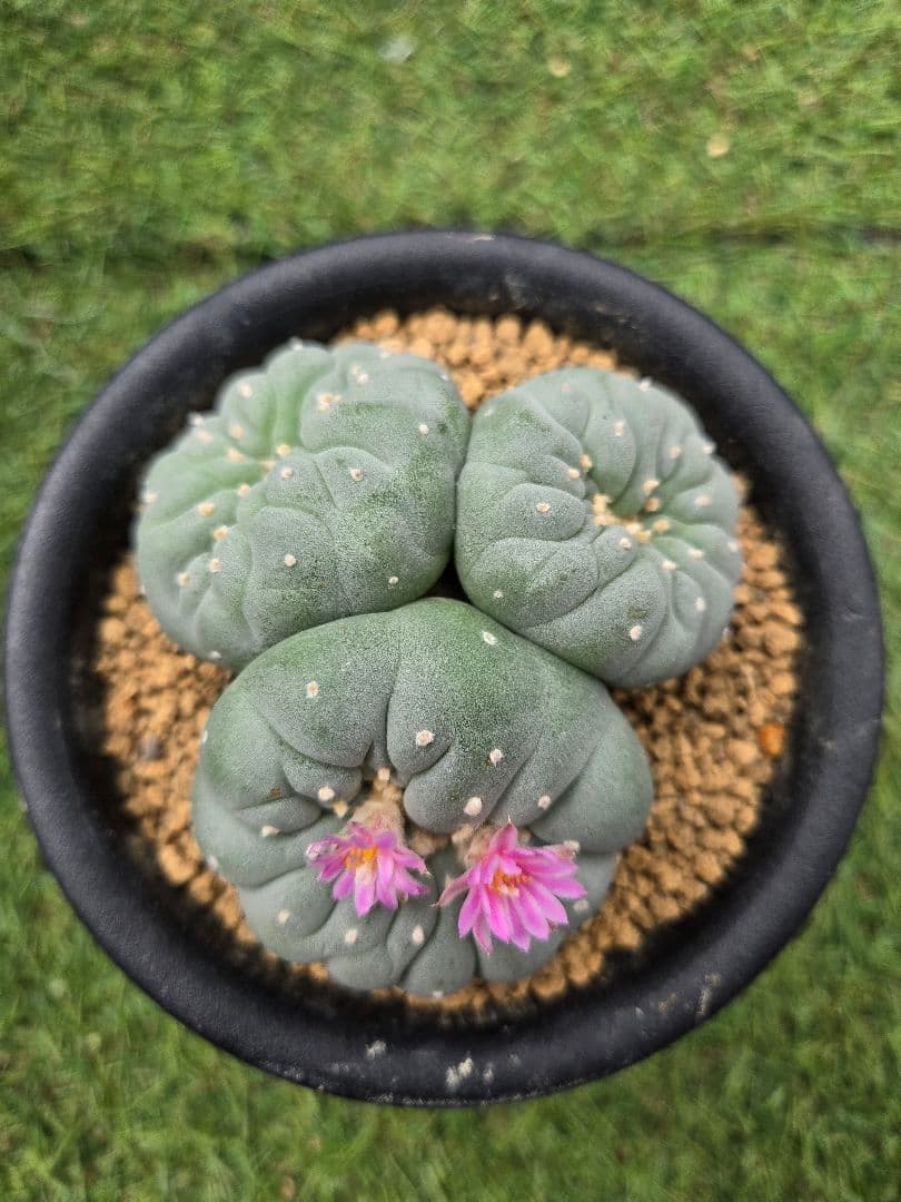 疣銀綴化 - 実生