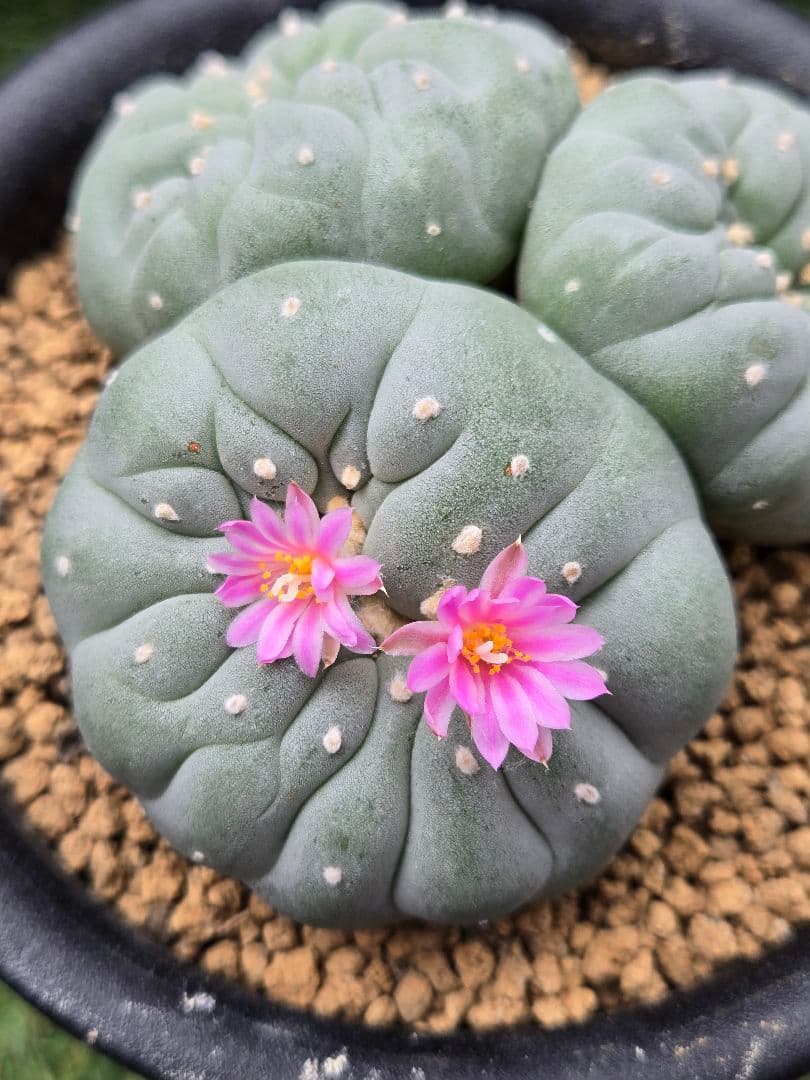 疣銀綴化 - 実生