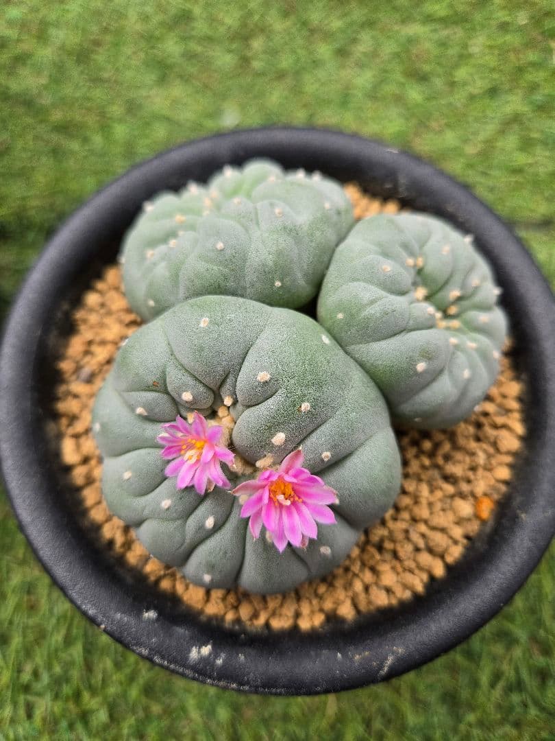 疣銀綴化 - 実生