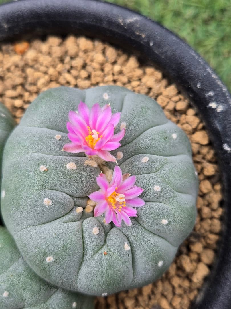 疣銀綴化 - 実生