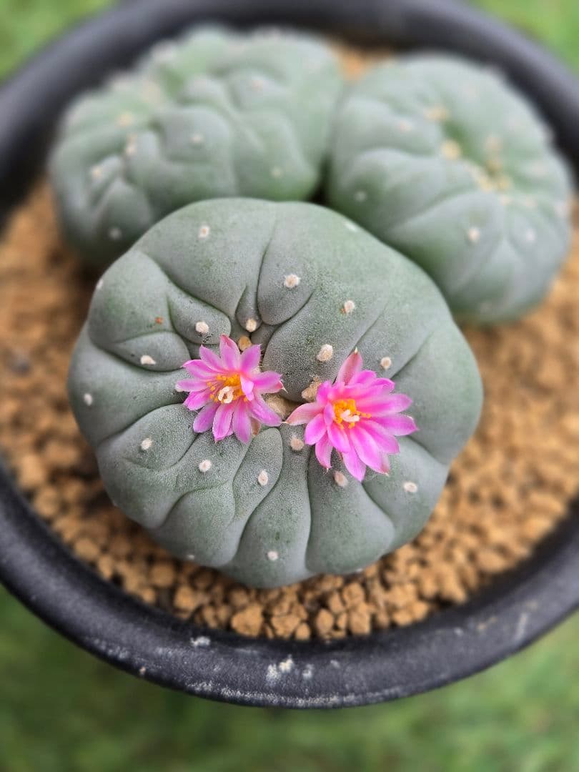 疣銀綴化 - 実生