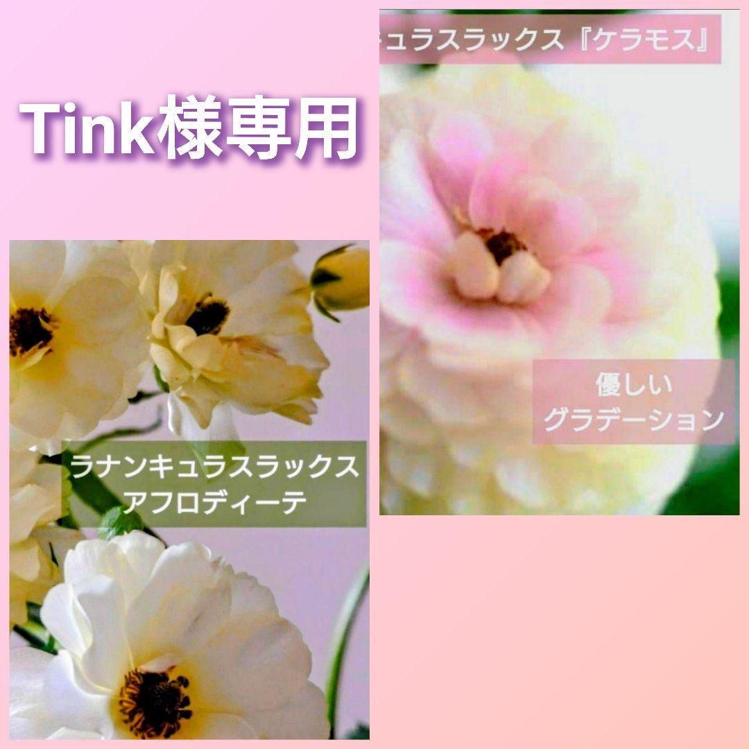 Tink【ラナンキュラスラックス】♪