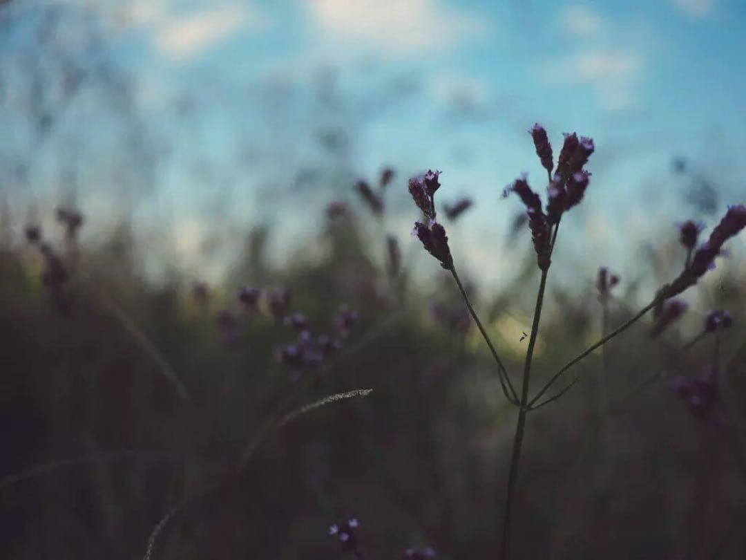 カラページです＊