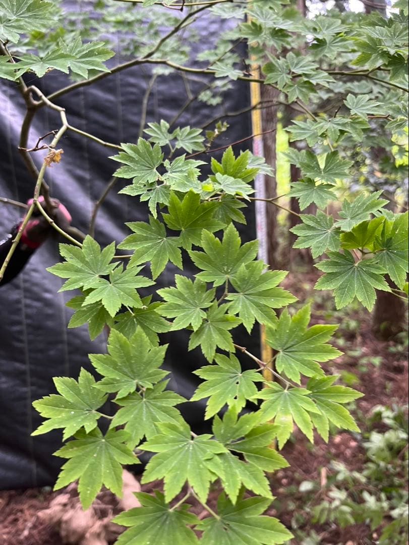 21 福井県産　天然山採り　ハウチワカエデ