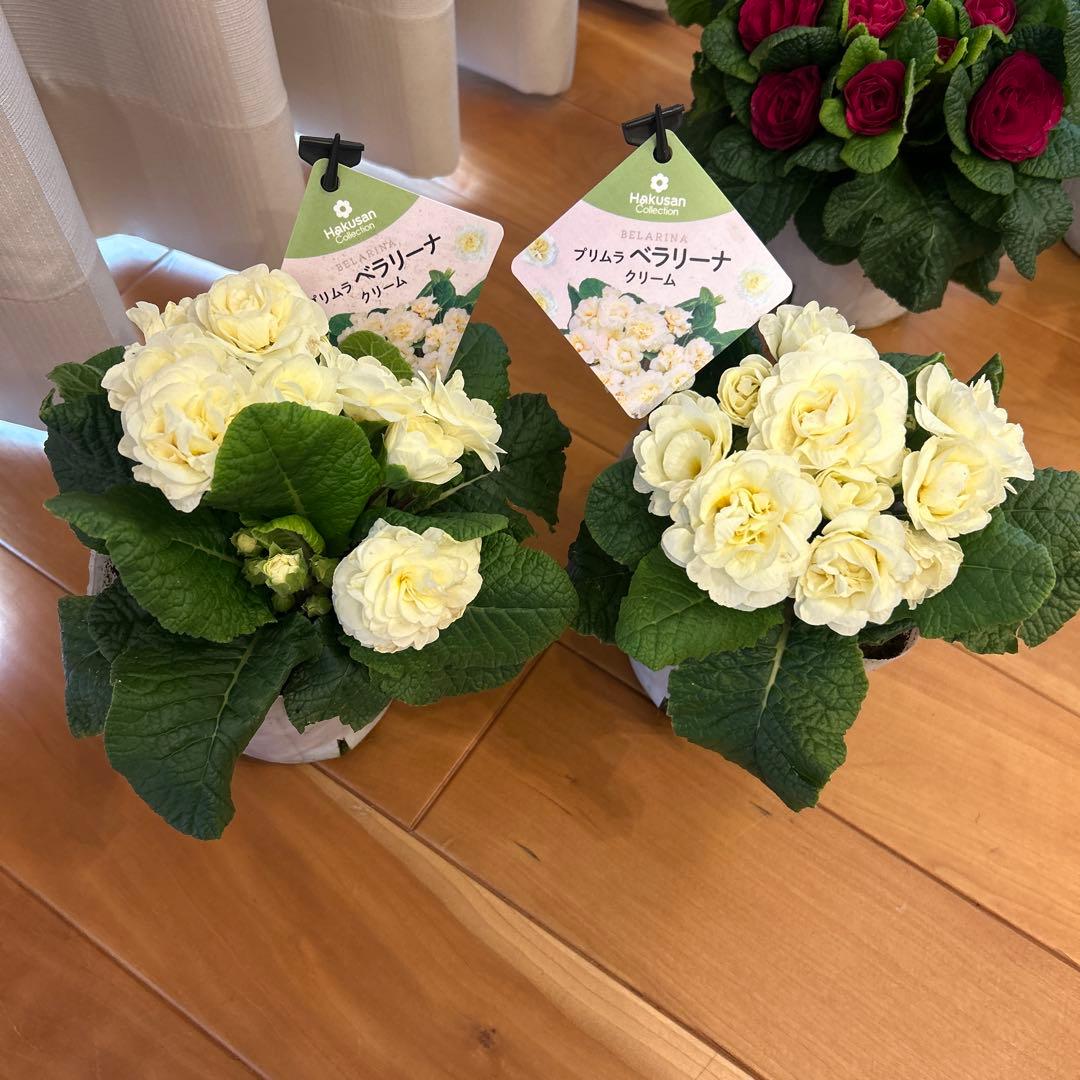 ベラリーナ　確認用