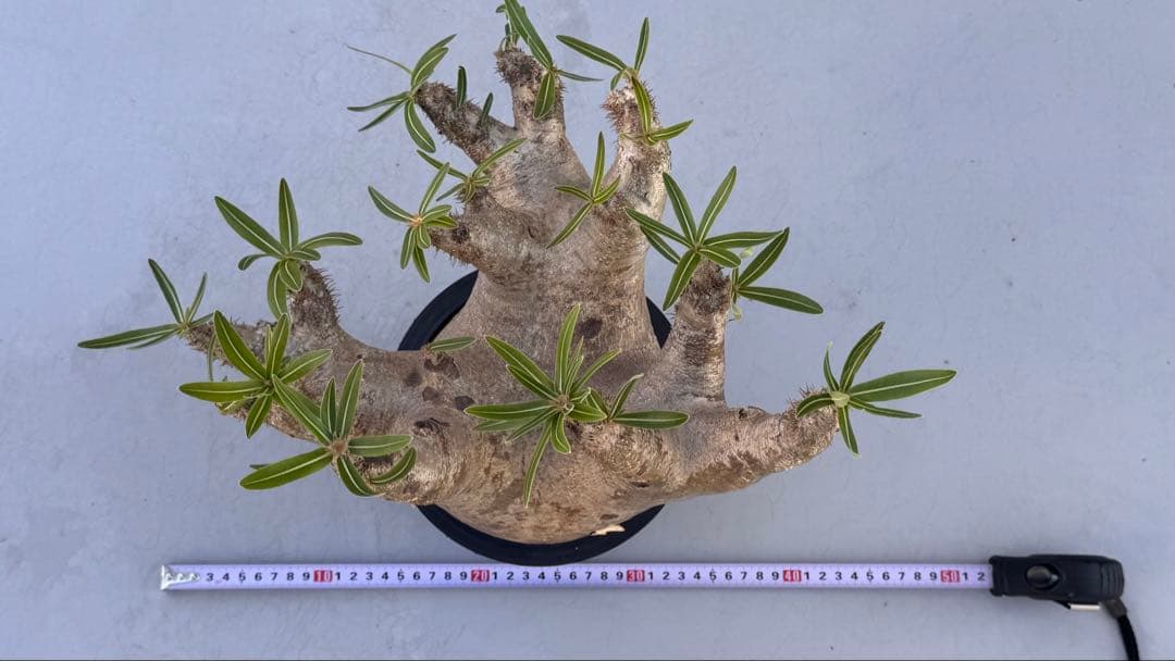 パキポディウム イノピナツム　発根済み　コレクション株　巨大イノピナツム