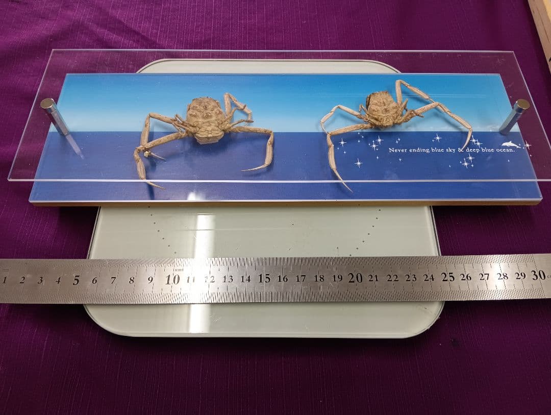 平家怨霊サムライ人面蟹稀少レアリアル立体リアル標本横幅３０Ｘ縦１０センチ置物