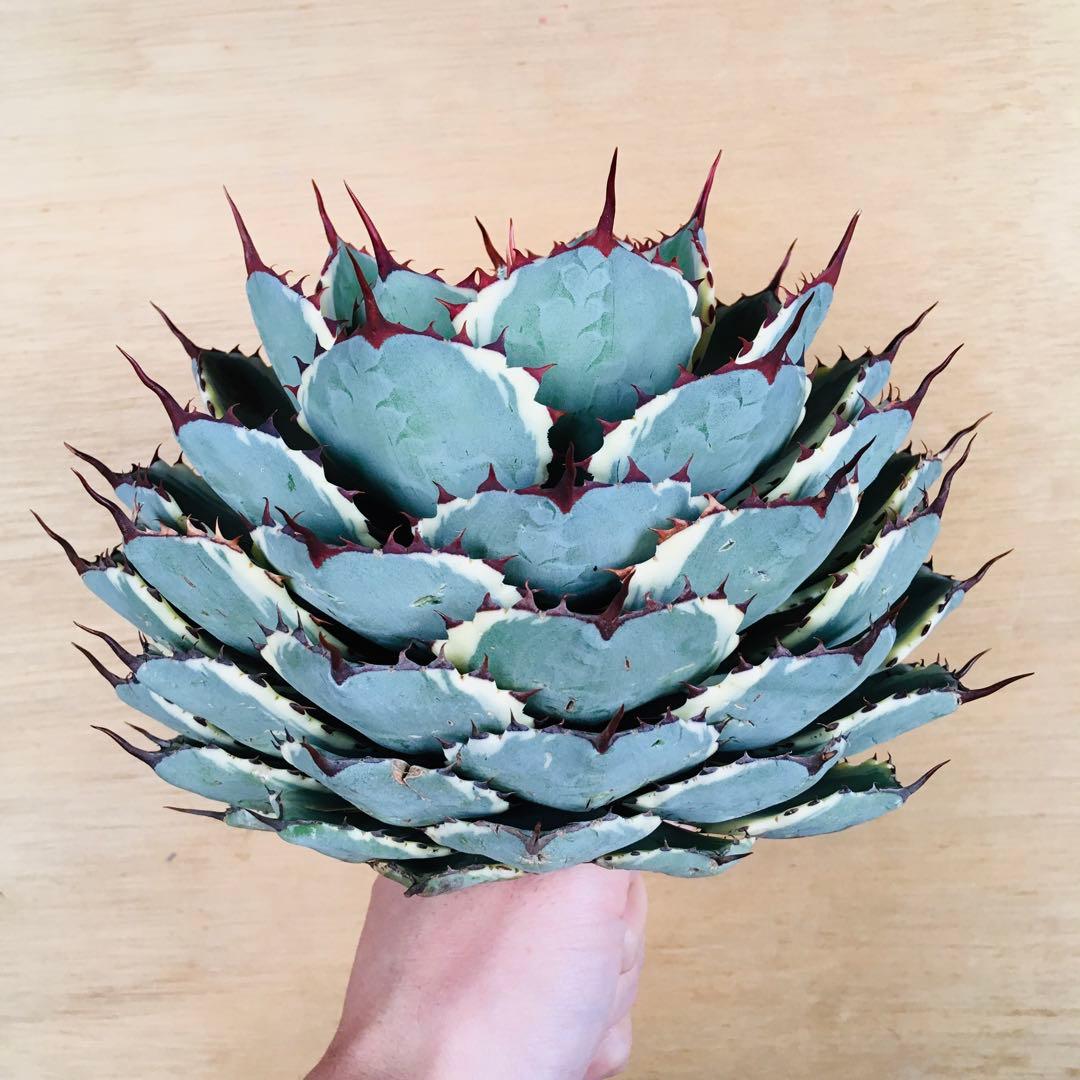 【稀少】アガベ 吉祥冠錦 九段 TC株 極上大株