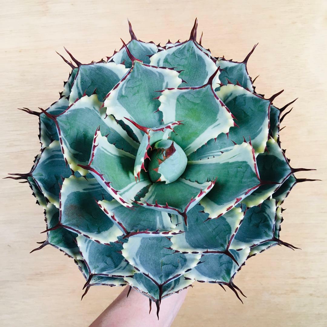 【稀少】アガベ 吉祥冠錦 九段 TC株 極上大株