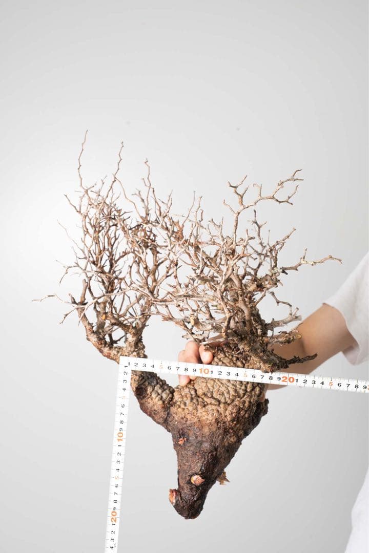 DP27　オペルクリカリア パキプス ベアルート株