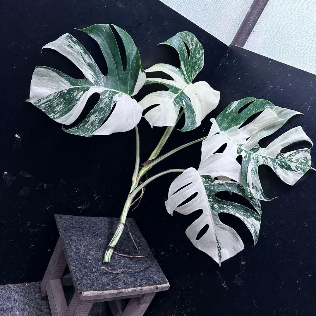 ら*と様 斑入りモンステラホワイトタイガー55cm 大型葉 極美株 ベアルート