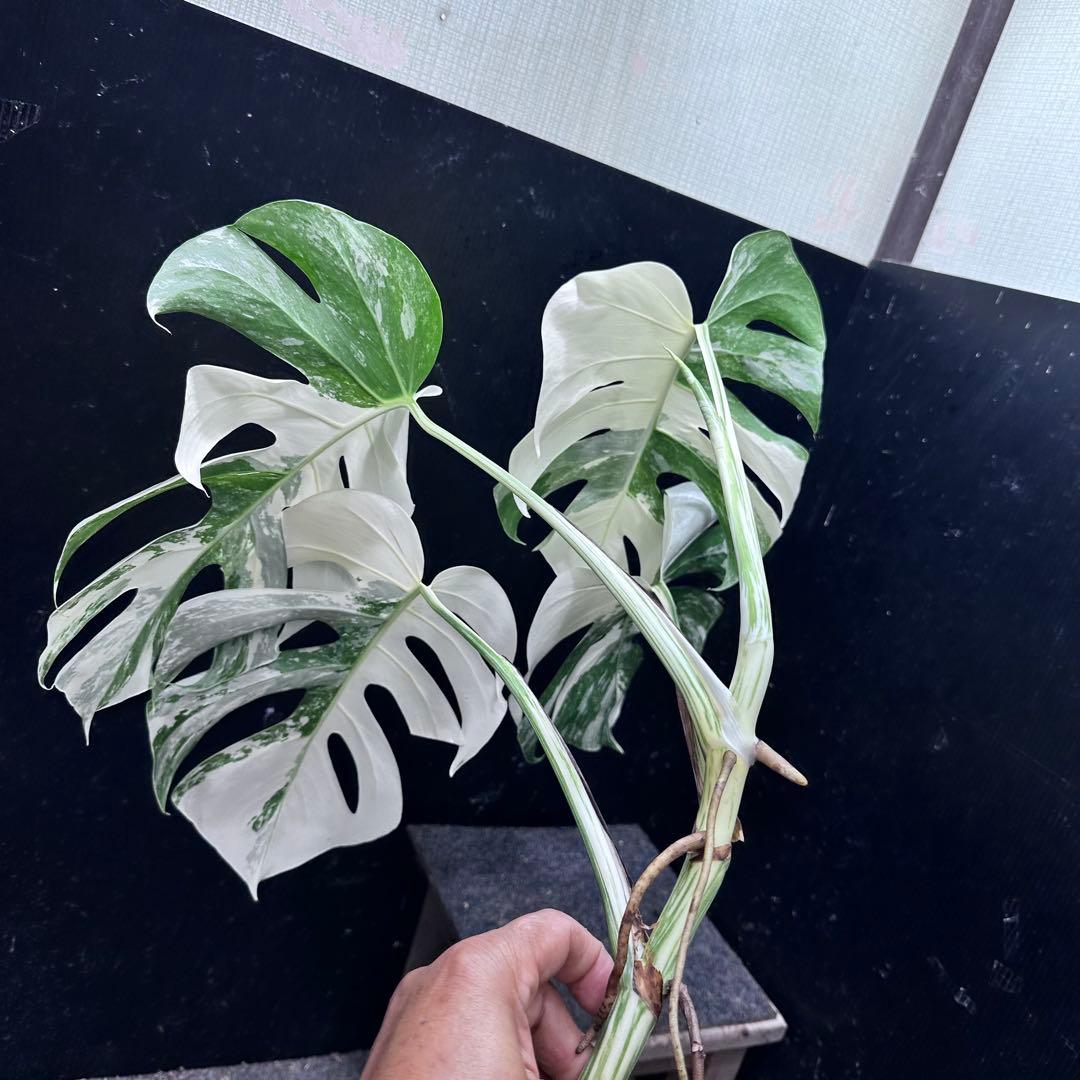 ら*と様 斑入りモンステラホワイトタイガー55cm 大型葉 極美株 ベアルート