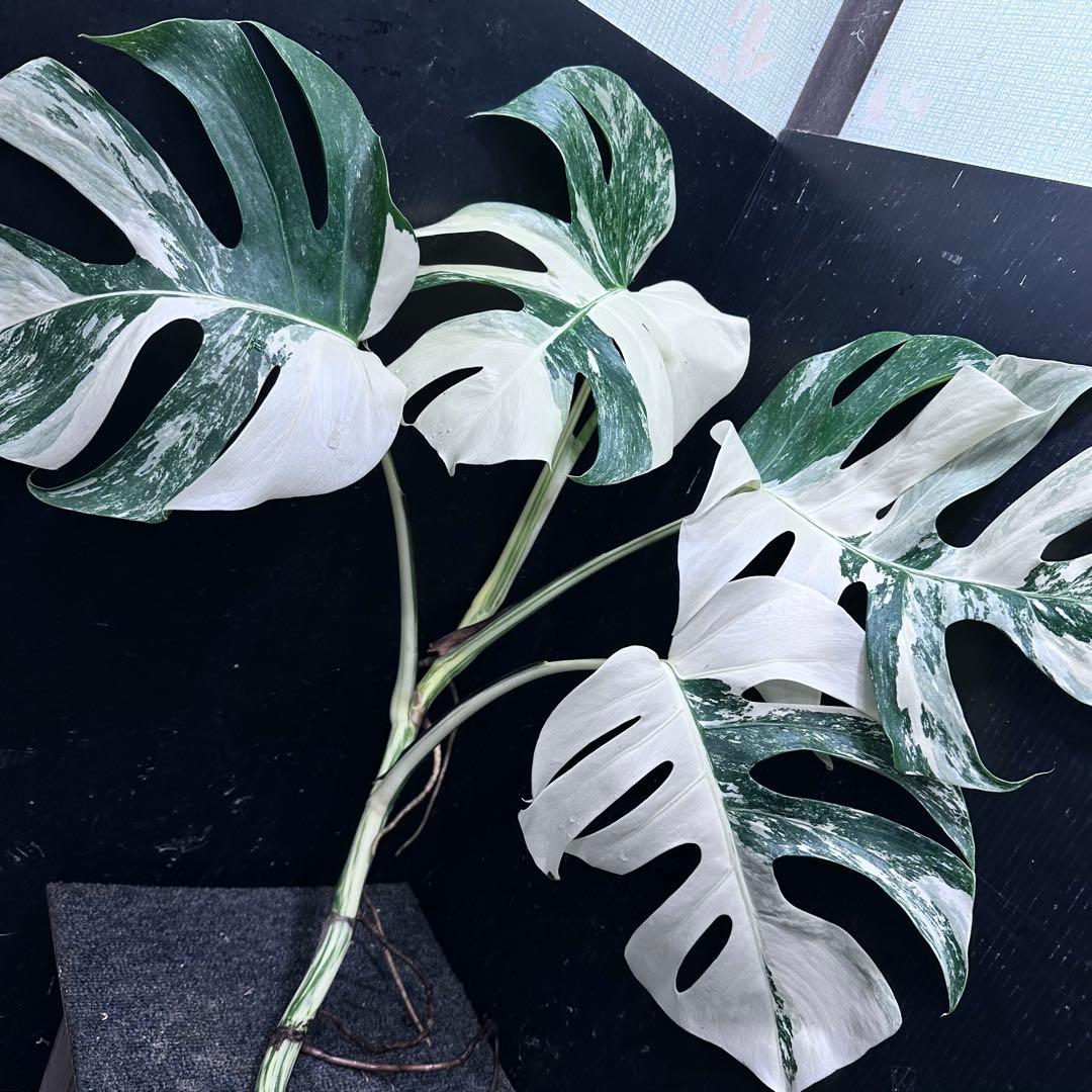 ら*と様 斑入りモンステラホワイトタイガー55cm 大型葉 極美株 ベアルート