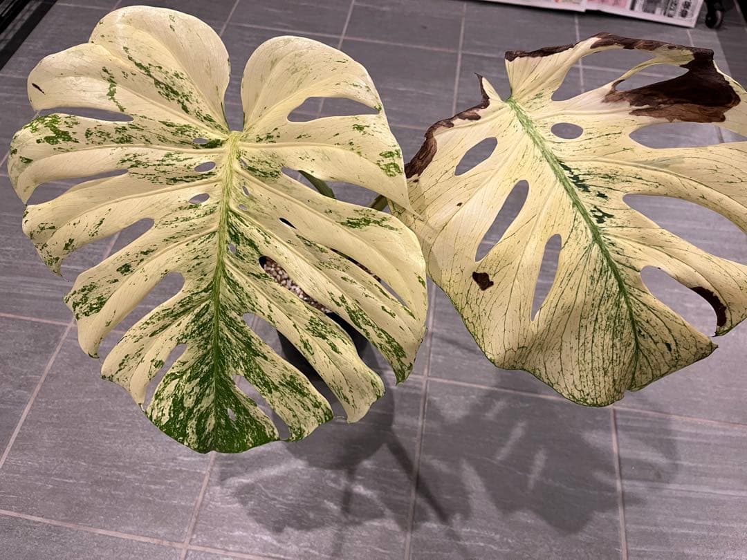 モンステラ デリシオーサ ホワイトモンスター 天津蘭 OC オリジナル 花宇宙