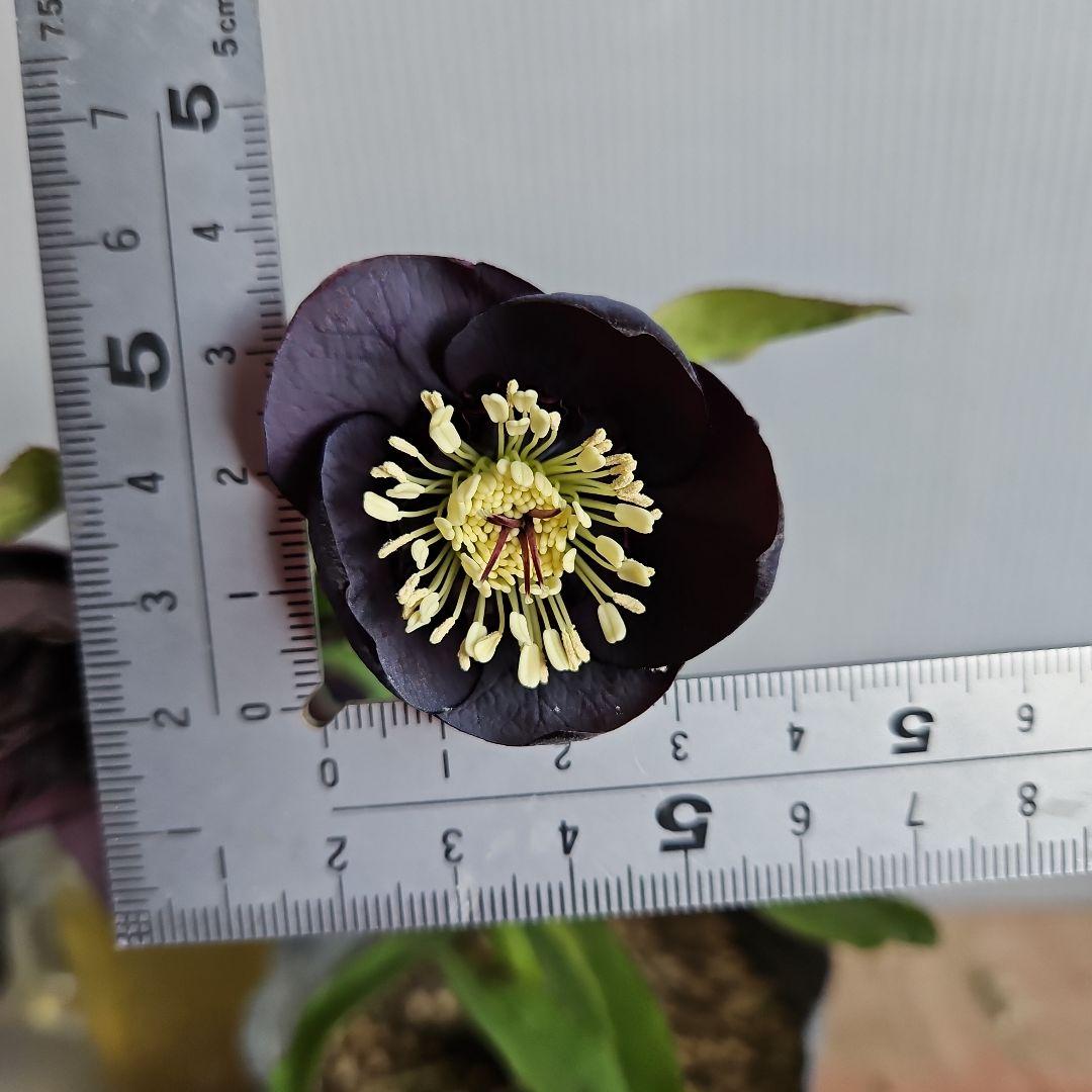 ✿㉖-344クリスマスローズ