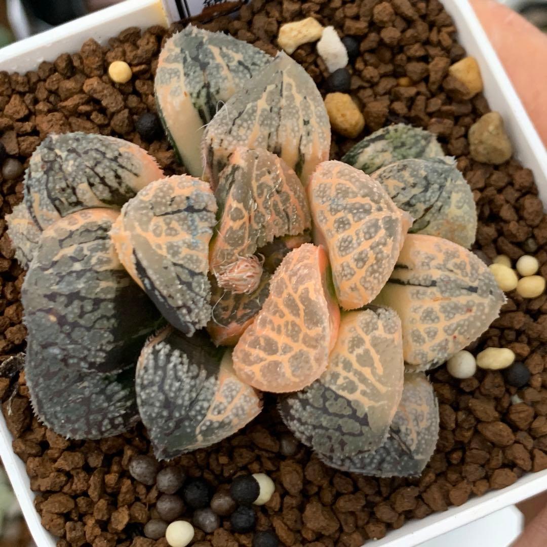 多肉植物 ハオルチア　モルドール錦 極上株