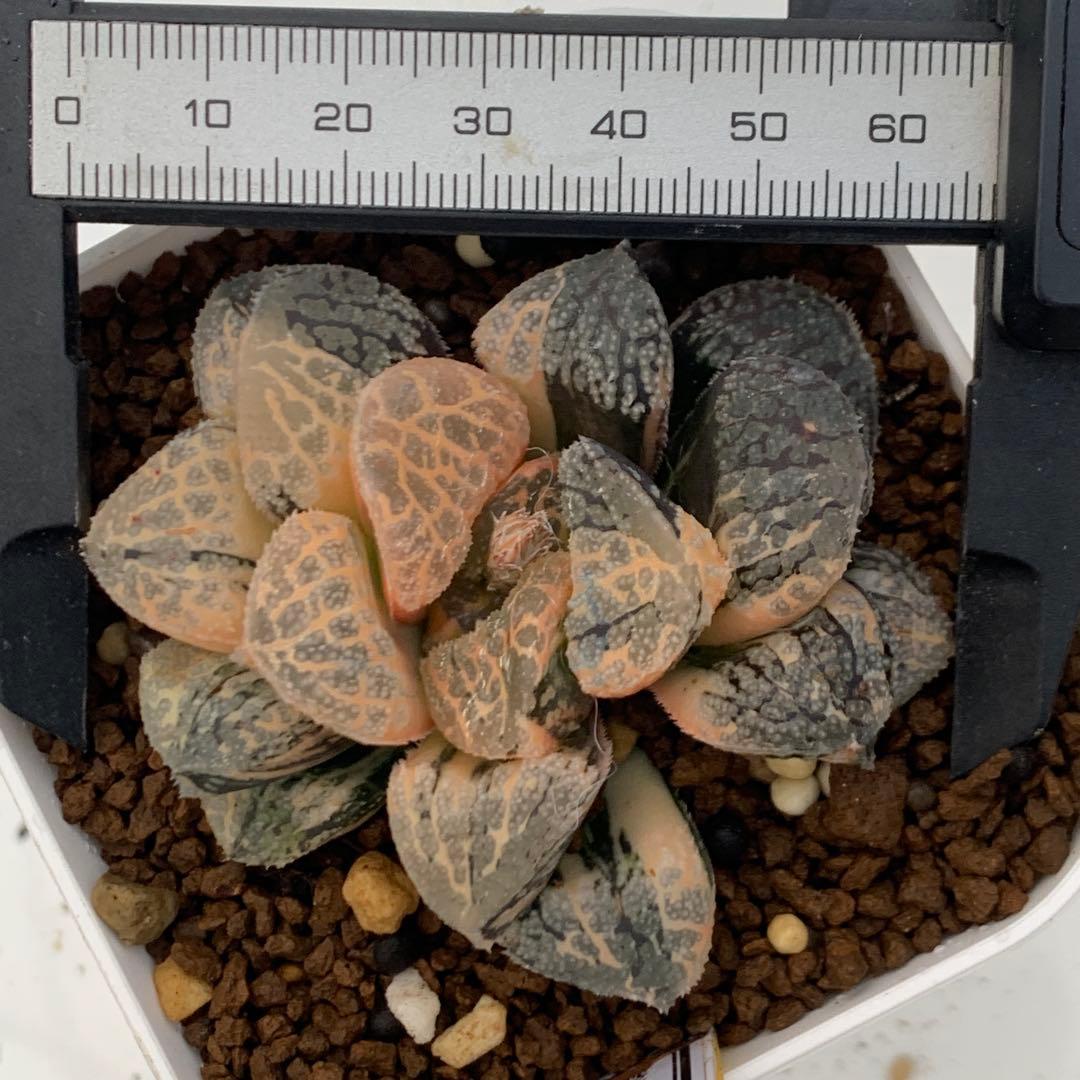 多肉植物 ハオルチア　モルドール錦 極上株