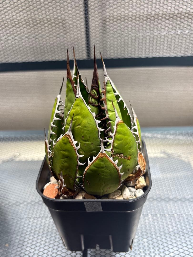 激レア高級品種 アガベ　ホリダ horrida 極上強棘 狂刺 極上株　⑥