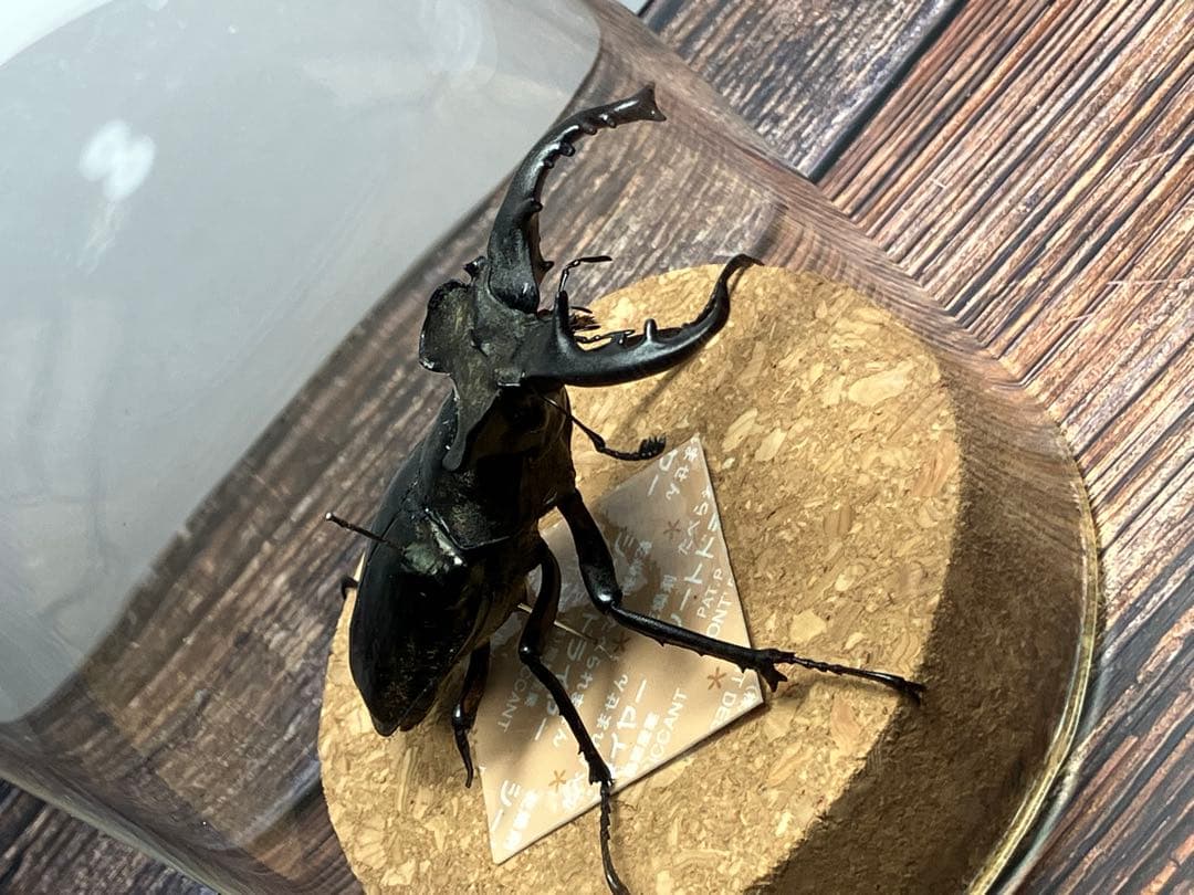 【Glass Beetleミヤマクワガタ標本 GB-005】