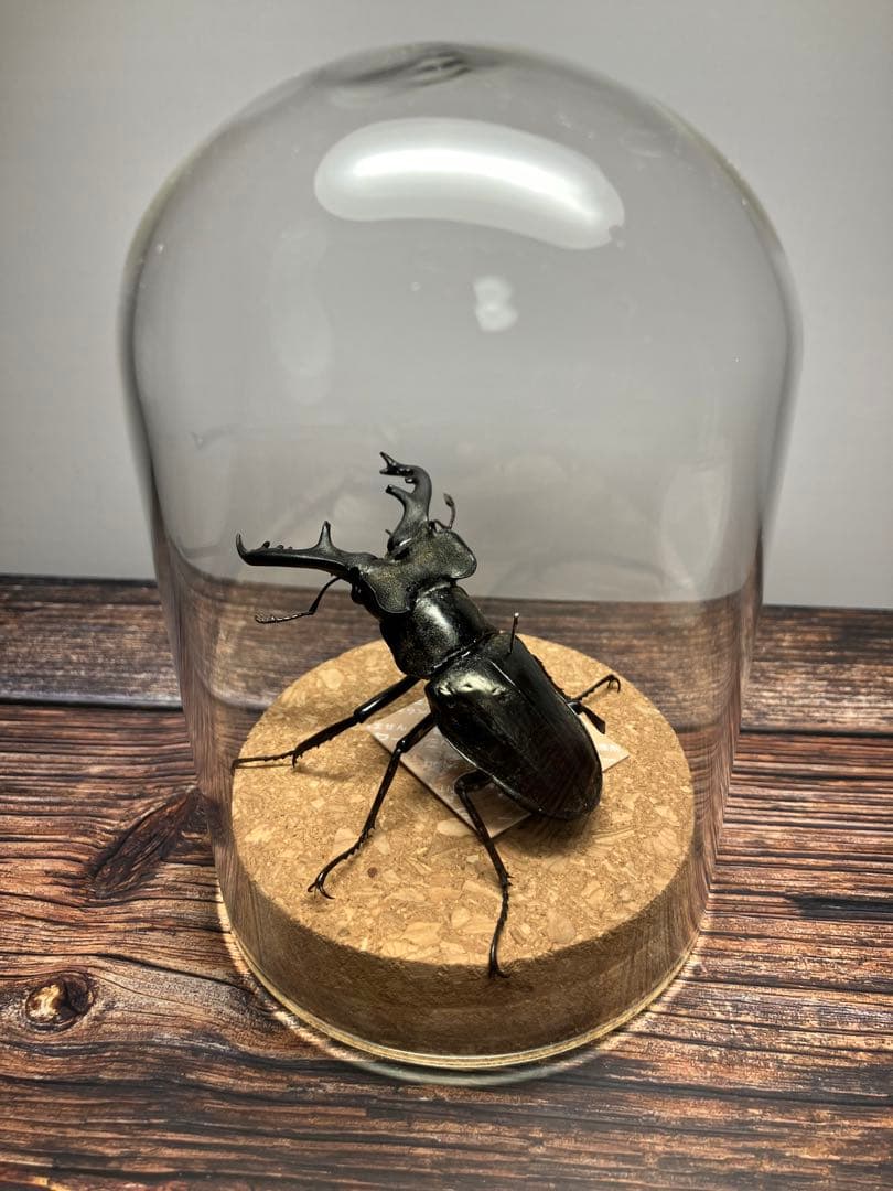 【Glass Beetleミヤマクワガタ標本 GB-005】
