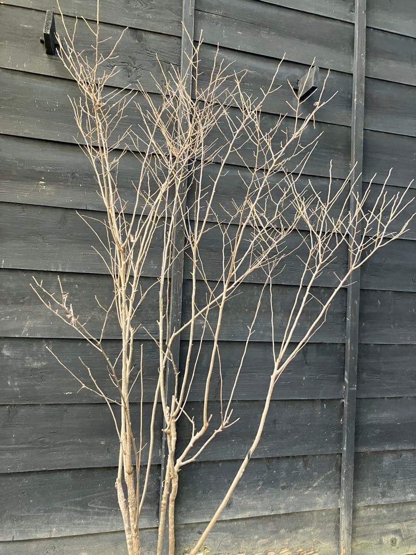 42 山採り　ナツハゼ