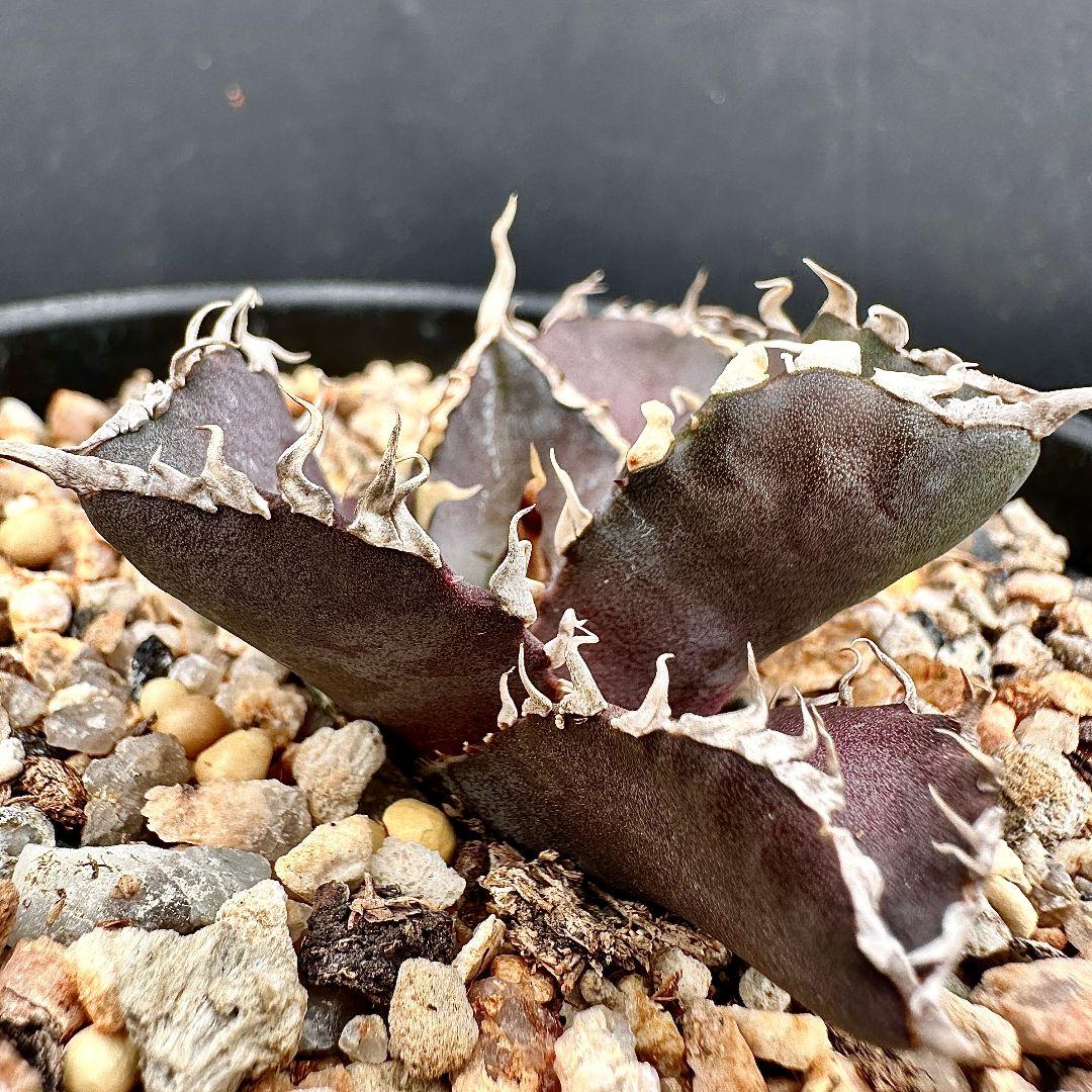 W13 超特選 アガベ チタノタ 『緋紅牡丹』 最も特殊な品種 極上子株1株