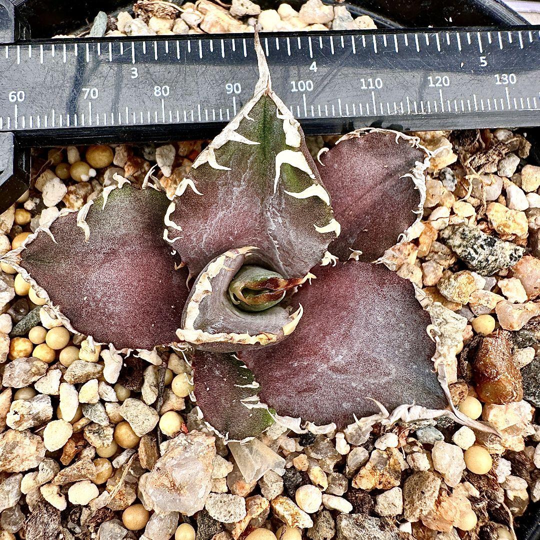 W13 超特選 アガベ チタノタ 『緋紅牡丹』 最も特殊な品種 極上子株1株