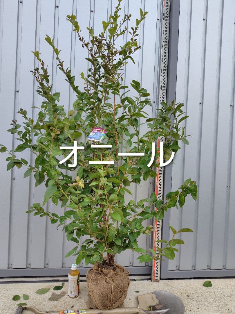 ブルーベリー苗シャープブルー＆オニール大苗2本セット