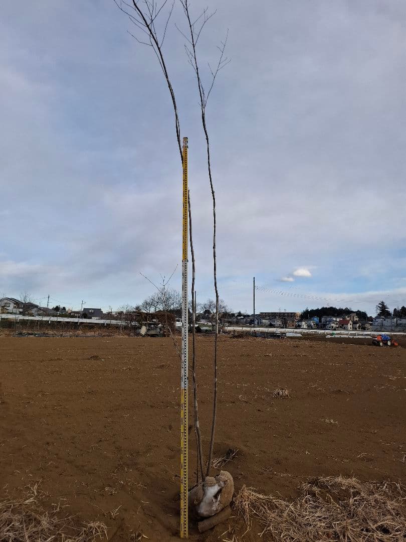 アオダモ　山彩り　ーーアオハダ、モミジ、カエデーー