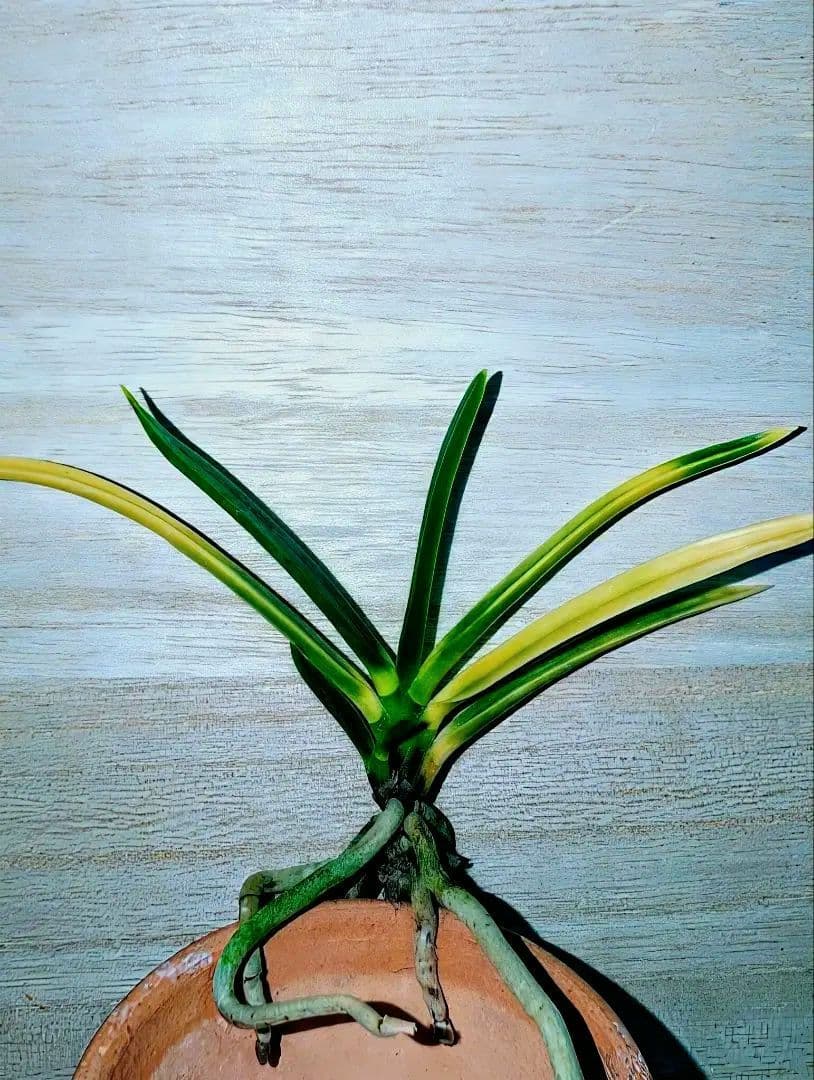 [年末大感謝祭東京土産編激安!!]富貴蘭　羆の変わり