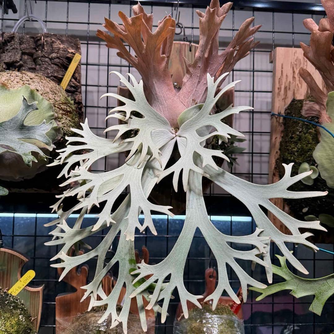 ビカクシダ Ferret OC