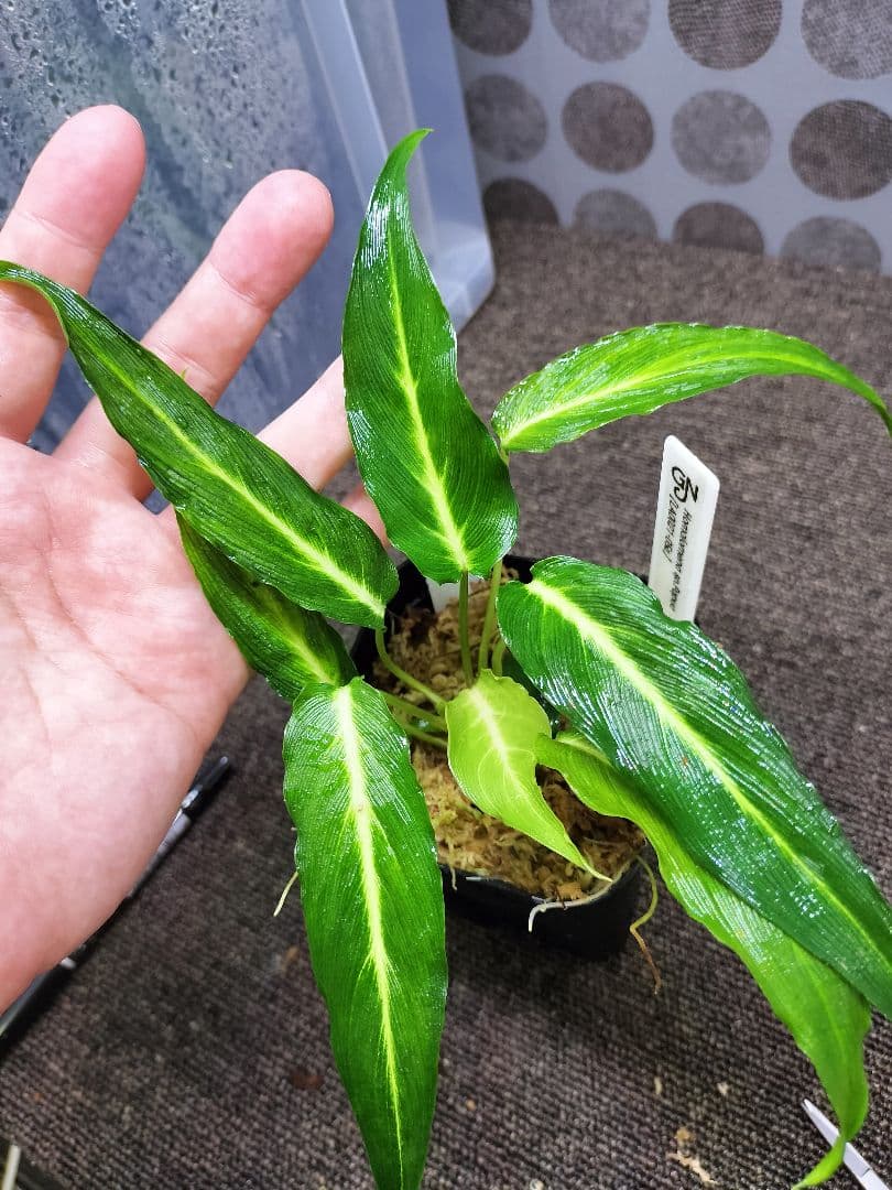 LA便 Homalomena sp.Papua Barat ホマロメナ