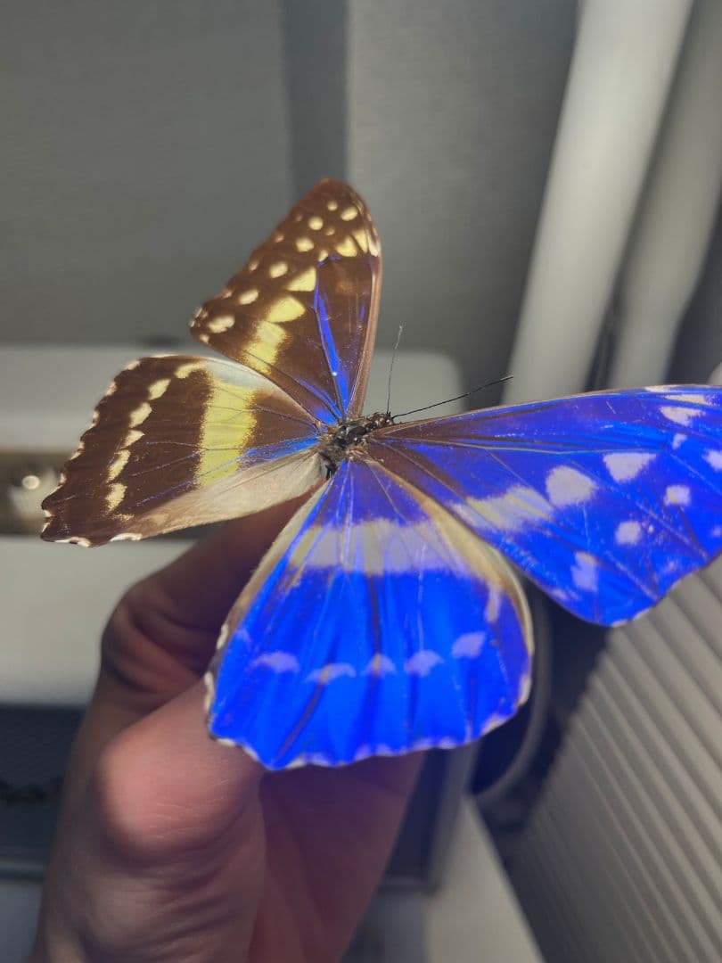 キプリスモルフォ レテノールモルフォ蝶 蛾ピカソモスモルフォチョウMorpho