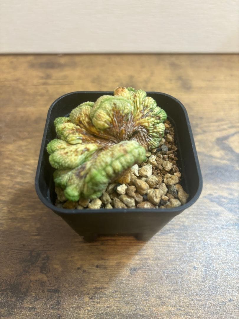 オベサ綴化　オベサ　ユーフォルビア オベサ