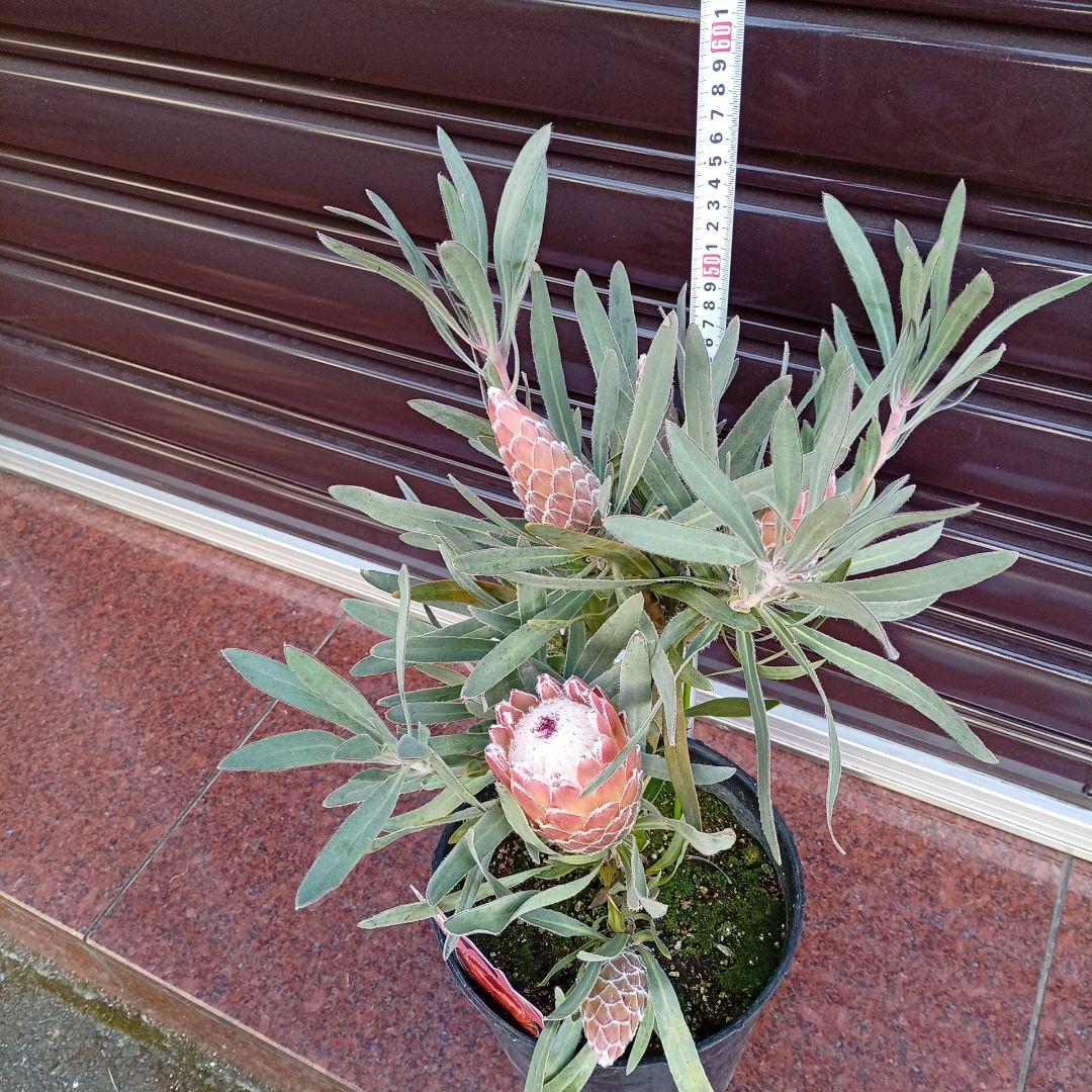 希少プロテア　ジュリエット　7号高さ65ｃｍ　幹太　花蕾5輪