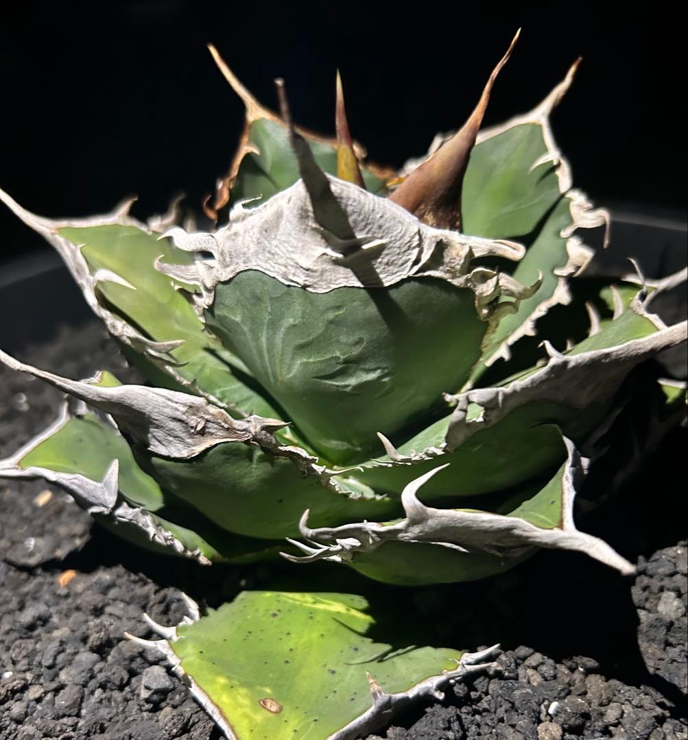 F*物様 親株出品アガベ オテロイ ドロドロ鋸歯 極厚バンド special(o