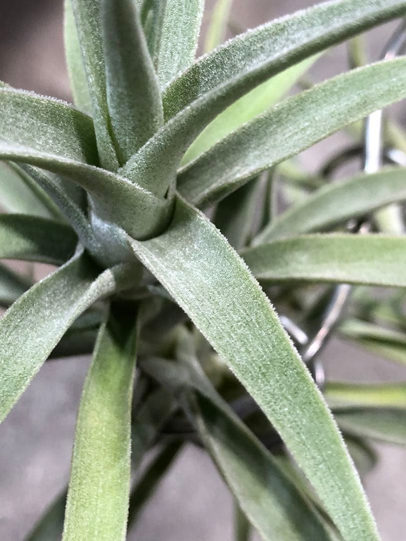 ティランジア・カクティコラ・ロングフォームシルバー②