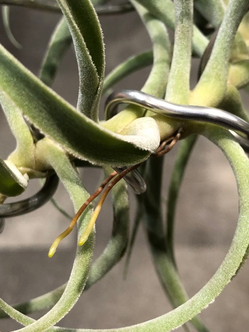 ティランジア・カクティコラ・ロングフォームシルバー②