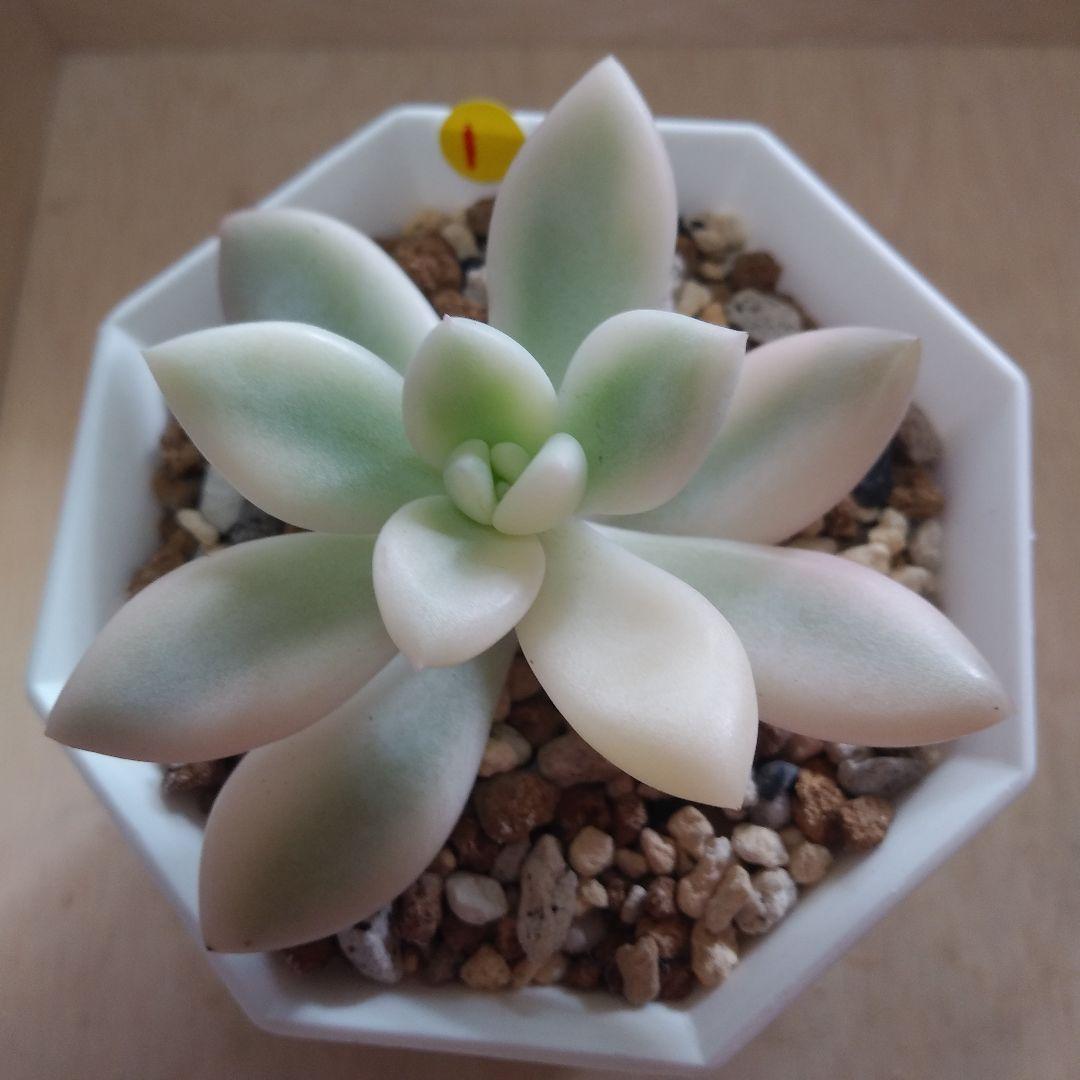 多肉植物　特別価格　オパリナ錦ホワイトピンク覆輪斑　抜き苗