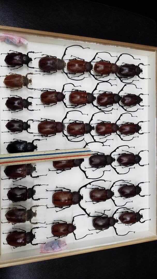 コレクションシリーズドウイロテナガ