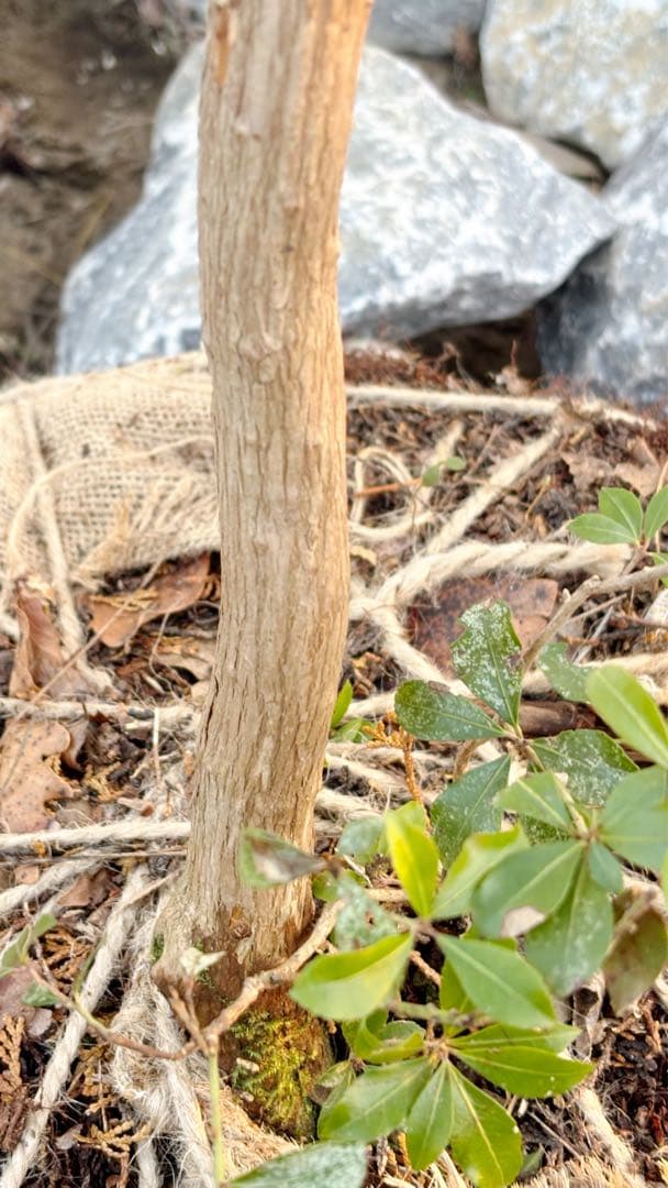 超逸品。山採りアセビ2.5M(鉢底から)品番A