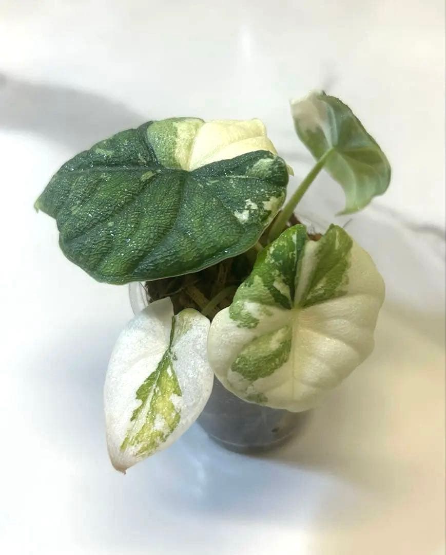 【レア】 アロカシア　メロ　斑入