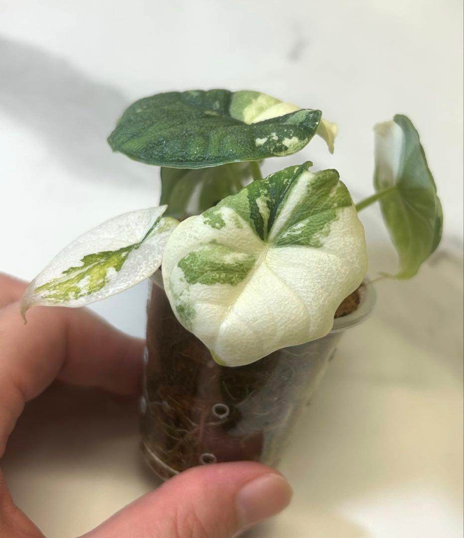 【レア】 アロカシア　メロ　斑入