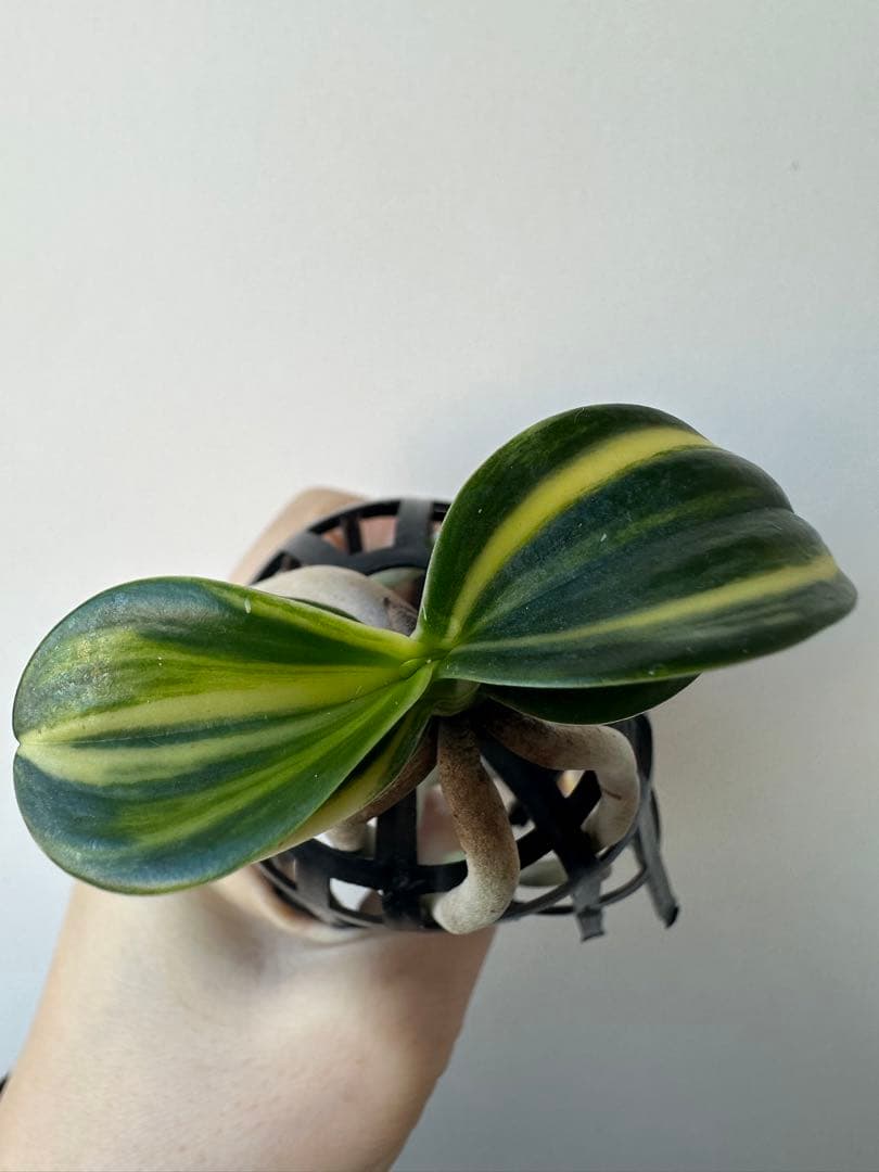 【 名護蘭 】明丸縞　上柄　354