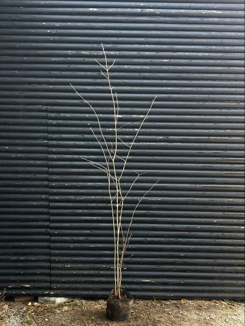 山採り天然　アオダモ　山紅葉混合株　14