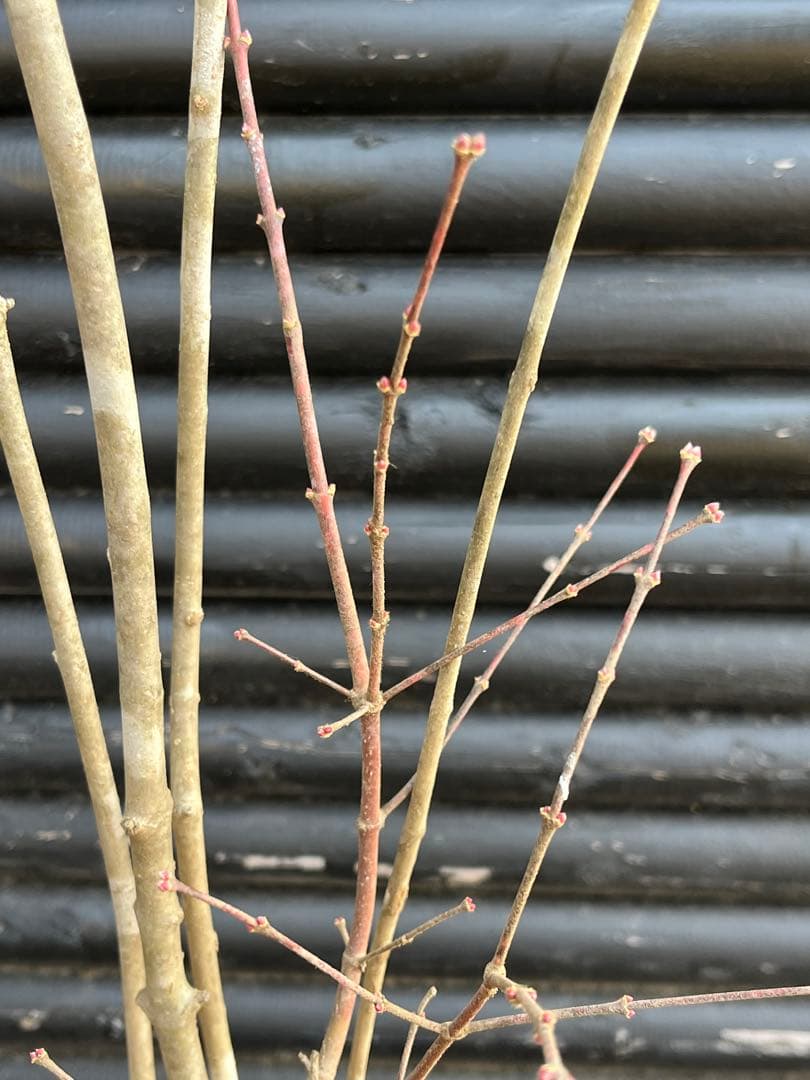 山採り天然　アオダモ　山紅葉混合株　14