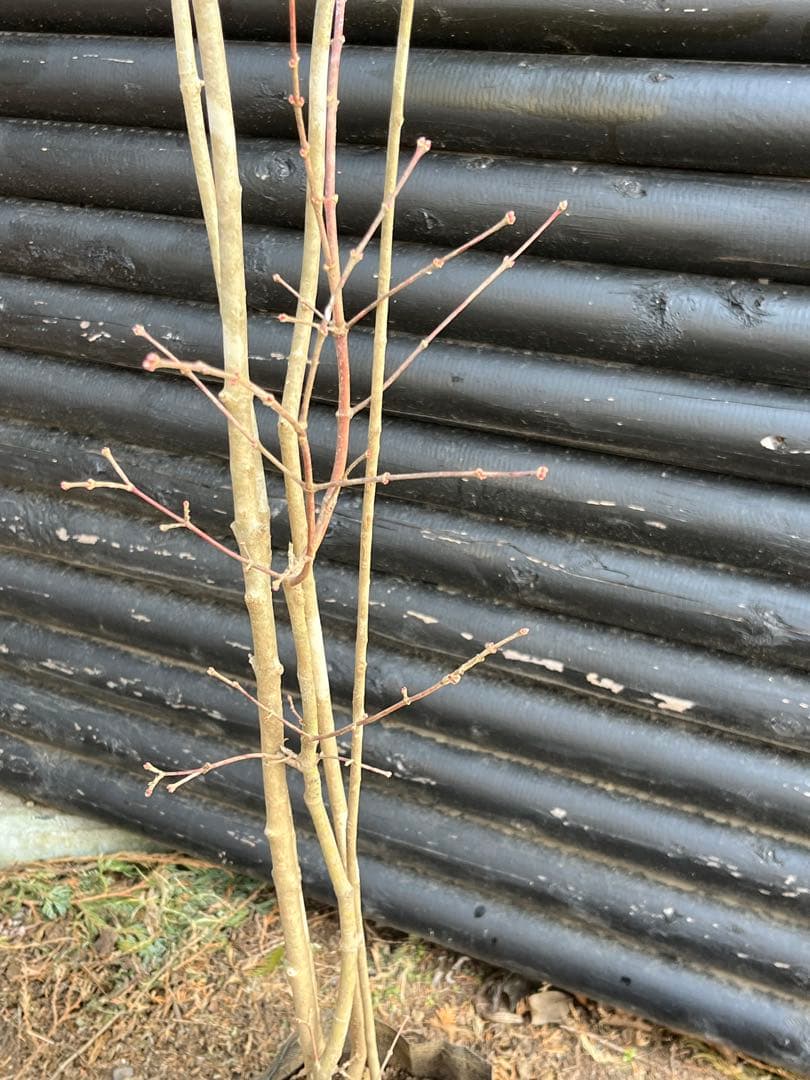 山採り天然　アオダモ　山紅葉混合株　14