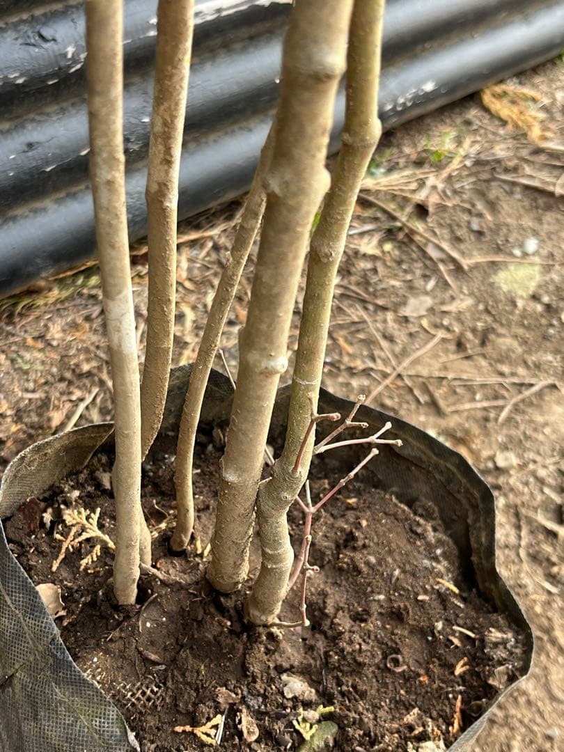 山採り天然　アオダモ　山紅葉混合株　14