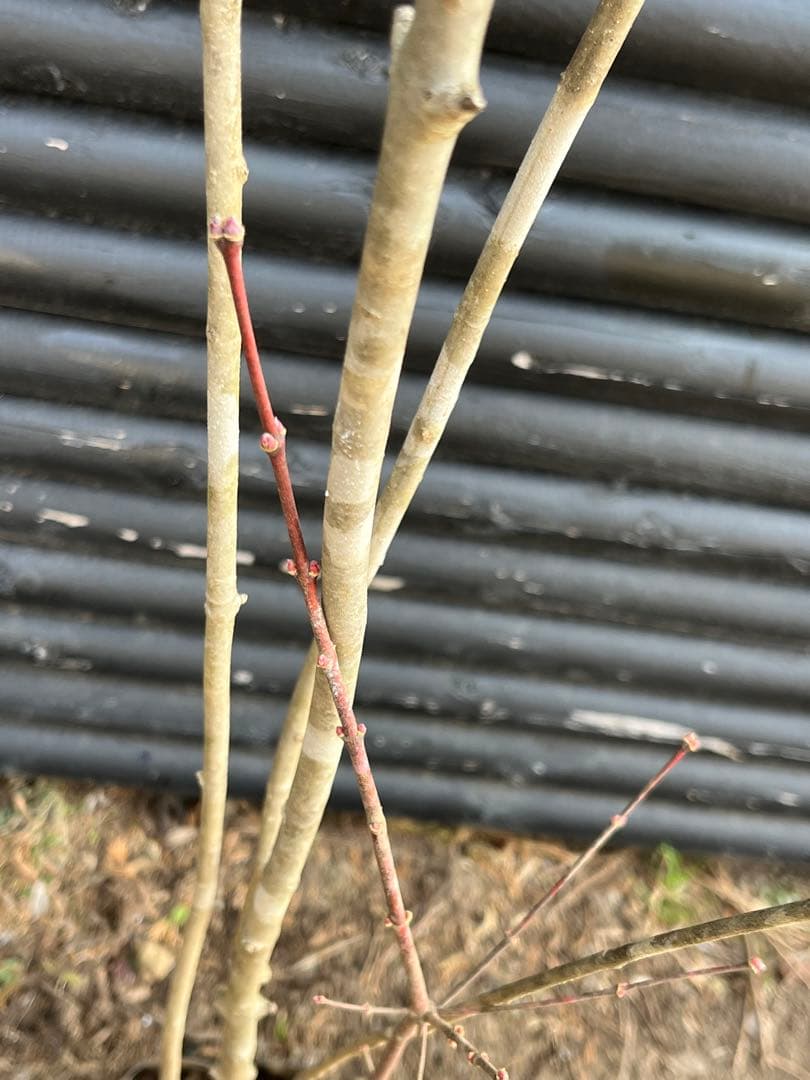 山採り天然　アオダモ　山紅葉混合株　14