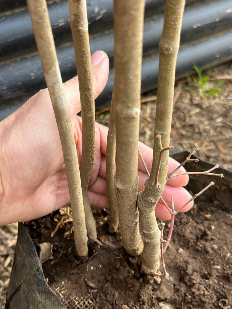 山採り天然　アオダモ　山紅葉混合株　14